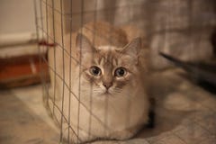 Neva Masquerade-seames tabbi färbte Katze behaind das Netto in einem Käfig lizenzfreies stockfoto Neva Masquerade-seames tabbi färbte Katze behaind das Netto in einem Käfig lizenzfreies stockfoto