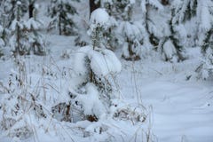 Neve attillata di inverno degli alberi forestali Fotografie Stock Neve attillata di inverno degli alberi forestali Fotografie Stock
