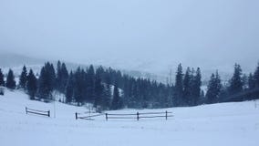 Neve que cai na floresta video estoque Neve que cai na floresta video estoque