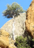Never give up! Life against the odds on the rocks. royalty free stock photo Never give up! Life against the odds on the rocks. royalty free stock photo