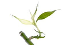 New Bamboo Leaf Grows Royalty Free Stock Photography