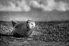 New Born Seal royalty free stock photography New Born Seal royalty free stock photography