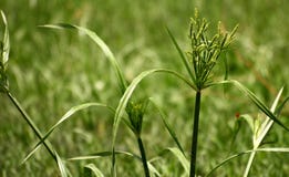 New Grain Formation Royalty Free Stock Images New Grain Formation Royalty Free Stock Images
