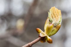 New life spring time concept. Horse chestnut bud bursting into leaves. Castania tree branch macro view. Shallow depth of royalty free stock photography New life spring time concept. Horse chestnut bud bursting into leaves. Castania tree branch macro view. Shallow depth of royalty free stock photography