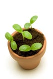 New Seedling In A Pot Overhead Shot Stock Photography New Seedling In A Pot Overhead Shot Stock Photography