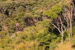 New Zealand native manuka tree forest stock photos New Zealand native manuka tree forest stock photos