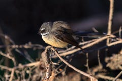 A New Zealand fantail, a small songbird stock photos A New Zealand fantail, a small songbird stock photos