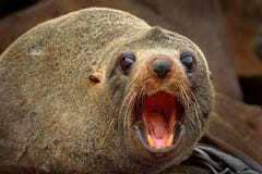 New Zealand Fur Seal - Arctocephalus Forsteri - Kekeno Lying On The Rocky Beach In The Bay In New Zealand Stock Photo New Zealand Fur Seal - Arctocephalus Forsteri - Kekeno Lying On The Rocky Beach In The Bay In New Zealand Stock Photo