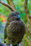 New Zealand Kea - Mountain Parrot royalty free stock image New Zealand Kea - Mountain Parrot royalty free stock image