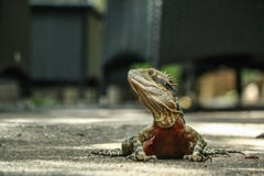 New Zealand leguan royalty free stock photography New Zealand leguan royalty free stock photography