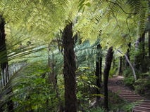 New Zealand: native ponga tree hiking trail Royalty Free Stock Photos New Zealand: native ponga tree hiking trail Royalty Free Stock Photos