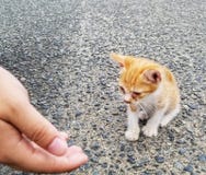 Baby kitten royalty free stock photography Baby kitten royalty free stock photography