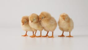 Newborn chicks on monochrome background. Gallus gallus domesticus. Newborn chickens on white background. Gallus gallus domesticus. Little yellow chicks on a stock video footage Newborn chicks on monochrome background. Gallus gallus domesticus. Newborn chickens on white background. Gallus gallus domesticus. Little yellow chicks on a stock video footage