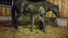 First feeding for a newborn baby foal stock photography First feeding for a newborn baby foal stock photography