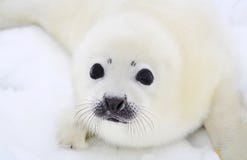 Newborn Harp Seal Pup Stock Photography Newborn Harp Seal Pup Stock Photography
