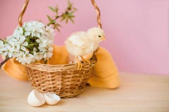Newborn yellow chickens in a wicker basket. royalty free stock images Newborn yellow chickens in a wicker basket. royalty free stock images