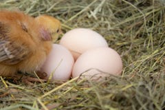Newborn желтые цыплята в гнезде сена вдоль целого Крупный план желтых цып стоковое фото Newborn желтые цыплята в гнезде сена вдоль целого Крупный план желтых цып стоковое фото