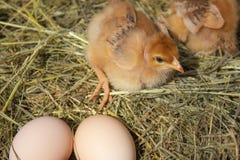 Newborn желтые цыплята в гнезде сена вдоль целого Крупный план желтых цып стоковая фотография Newborn желтые цыплята в гнезде сена вдоль целого Крупный план желтых цып стоковая фотография