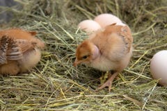 Newborn желтые цыплята в гнезде сена вдоль целого Крупный план желтых цып стоковое изображение rf Newborn желтые цыплята в гнезде сена вдоль целого Крупный план желтых цып стоковое изображение rf