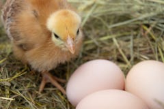 Newborn желтые цыплята в гнезде сена вдоль целого стоковая фотография Newborn желтые цыплята в гнезде сена вдоль целого стоковая фотография