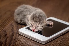 Newborn котенок имеет остатки на сотовом телефоне Панибратство с стоковые изображения Newborn котенок имеет остатки на сотовом телефоне Панибратство с стоковые изображения