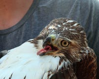 Newly Captured Red Tail Hawk Royalty Free Stock Images Newly Captured Red Tail Hawk Royalty Free Stock Images