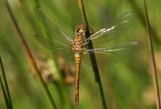 A newly emerged Ruddy Darter Dragonfly Sympetrum sanguineum perching on a reed. royalty free stock photos A newly emerged Ruddy Darter Dragonfly Sympetrum sanguineum perching on a reed. royalty free stock photos