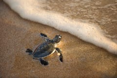 Newly hatched baby turtle toward the ocean
