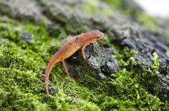 Newt manchado del este, salamandra roja del eft en musgo verde imagen de archivo libre de regalías Newt manchado del este, salamandra roja del eft en musgo verde imagen de archivo libre de regalías