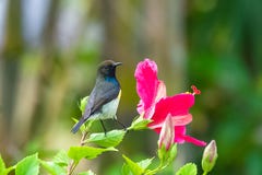 Newtons sunbird, Vogel stockfoto Newtons sunbird, Vogel stockfoto