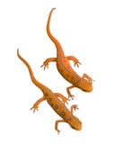 Newts con il percorso di residuo della potatura meccanica fotografia stock libera da diritti Newts con il percorso di residuo della potatura meccanica fotografia stock libera da diritti
