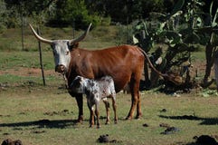 Nguni cow and calf - Bos taurus - from southern Africa