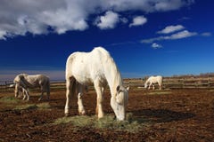 Nice white horse feed on hay with three horses in background, dark blue sky with clouds, Camargue, France Stock Image Nice white horse feed on hay with three horses in background, dark blue sky with clouds, Camargue, France Stock Image