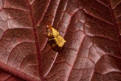 Nid d'insecte de Madure sur une feuille rouge d'arbre photographie stock Nid d'insecte de Madure sur une feuille rouge d'arbre photographie stock