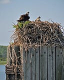 Nido del Osprey Fotografie Stock Libere da Diritti Nido del Osprey Fotografie Stock Libere da Diritti