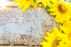 Nids d'abeilles, plan rapproché images libres de droits Nids d'abeilles, plan rapproché images libres de droits