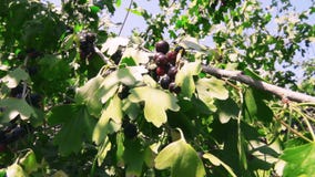 Niederlassung der schwarzen Johannisbeere stock video footage Niederlassung der schwarzen Johannisbeere stock video footage