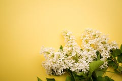 Niederlassung der weißen Flieder auf einem gelben Hintergrund minimalismus stockfoto Niederlassung der weißen Flieder auf einem gelben Hintergrund minimalismus stockfoto