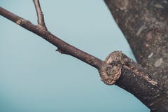 Niederlassung des verpflanzten Baums im Vorfr?hling, in dem die Knospen bereits anfangen, zu bl?hen stockbild Niederlassung des verpflanzten Baums im Vorfr?hling, in dem die Knospen bereits anfangen, zu bl?hen stockbild