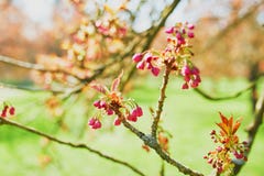Niederlassung eines Kirschbaums mit den rosa Blumen, die beginnen zu bl?hen stockbilder Niederlassung eines Kirschbaums mit den rosa Blumen, die beginnen zu bl?hen stockbilder