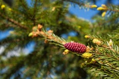 Niederlassungen der blühenden Fichte mit rotem Wald der Kegel im Frühjahr lizenzfreies stockbild Niederlassungen der blühenden Fichte mit rotem Wald der Kegel im Frühjahr lizenzfreies stockbild