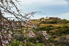 Niederlassungen des Mandelbaums, wachsend auf Teneriffa wild, bedeckt in den rosa Blumen Schlie?en Sie herauf selektiven Fokus Vo stockfoto Niederlassungen des Mandelbaums, wachsend auf Teneriffa wild, bedeckt in den rosa Blumen Schlie?en Sie herauf selektiven Fokus Vo stockfoto