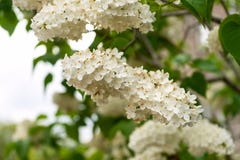 Niederlassungen von weißen lila Blumen, von gemeinen und grünen Blättern des Syringa stockfotografie Niederlassungen von weißen lila Blumen, von gemeinen und grünen Blättern des Syringa stockfotografie