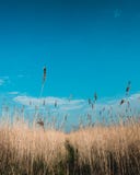 Niederländisches Landschaft-volgermeerpolder stockfotos Niederländisches Landschaft-volgermeerpolder stockfotos