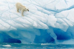 Niedźwiedzia Polarnego Balansować Niedźwiedzia Polarnego Balansować