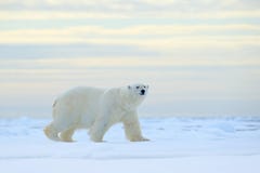 Niedźwiedź polarny na dryftowego lodu krawędzi z śniegiem woda w Arktycznym Svalbard Biały zwierzę w natury siedlisku, Norwegia P fotografia royalty free Niedźwiedź polarny na dryftowego lodu krawędzi z śniegiem woda w Arktycznym Svalbard Biały zwierzę w natury siedlisku, Norwegia P fotografia royalty free