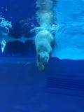 Niedźwiedź polarny pływa w wielkim basenie jak ocean z górami lodowymi fotografia stock Niedźwiedź polarny pływa w wielkim basenie jak ocean z górami lodowymi fotografia stock