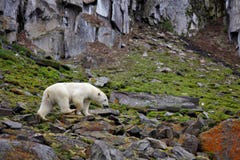 Niedźwiedź polarny w lecie Arktycznym zdjęcie stock Niedźwiedź polarny w lecie Arktycznym zdjęcie stock