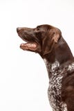 Niemiecki Shorthaired pointer - Kurzhaar szczeniaka pies odizolowywający na białym tle zdjęcia royalty free Niemiecki Shorthaired pointer - Kurzhaar szczeniaka pies odizolowywający na białym tle zdjęcia royalty free