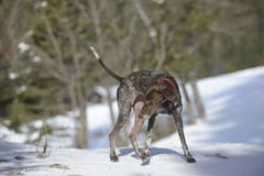 Niemiecki shorthaired pointer - myśliwego pies obrazy stock Niemiecki shorthaired pointer - myśliwego pies obrazy stock